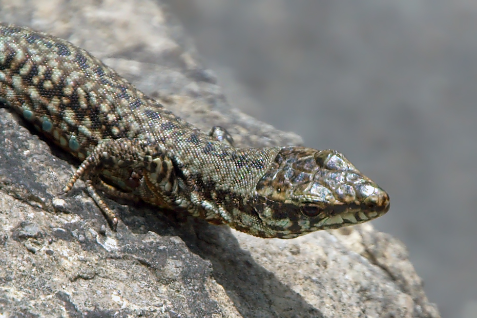 alligator lizard ;-)