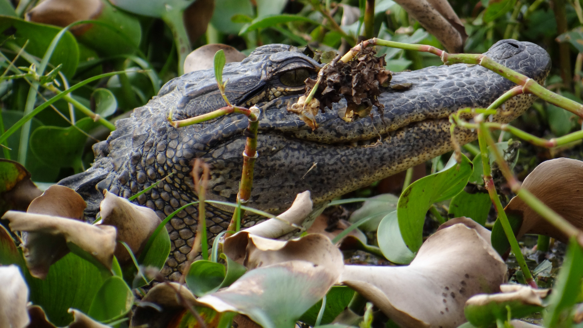 Alligator Louisiana Swamp