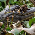 Alligator Louisiana Swamp