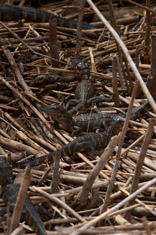 Alligator Nachwuchs