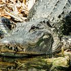 Alligator Portrait