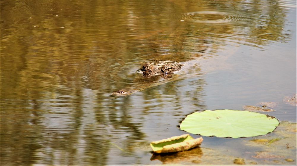 ALLIGATOR schaut A-76