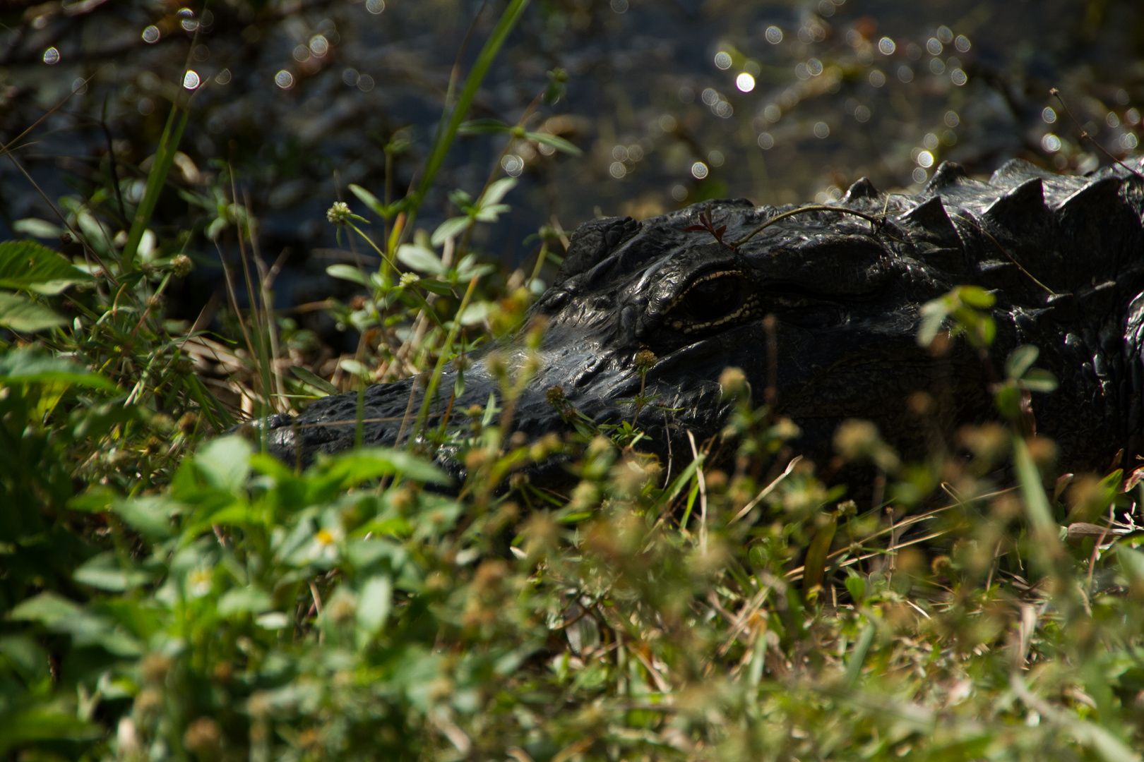 Alligator - Shark Valley