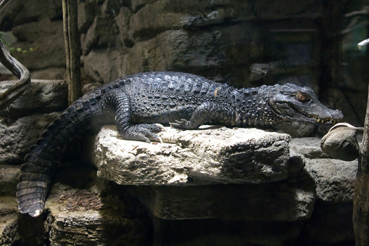 Alligator   (Tierpark Bochum)