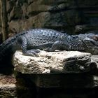 Alligator   (Tierpark Bochum)