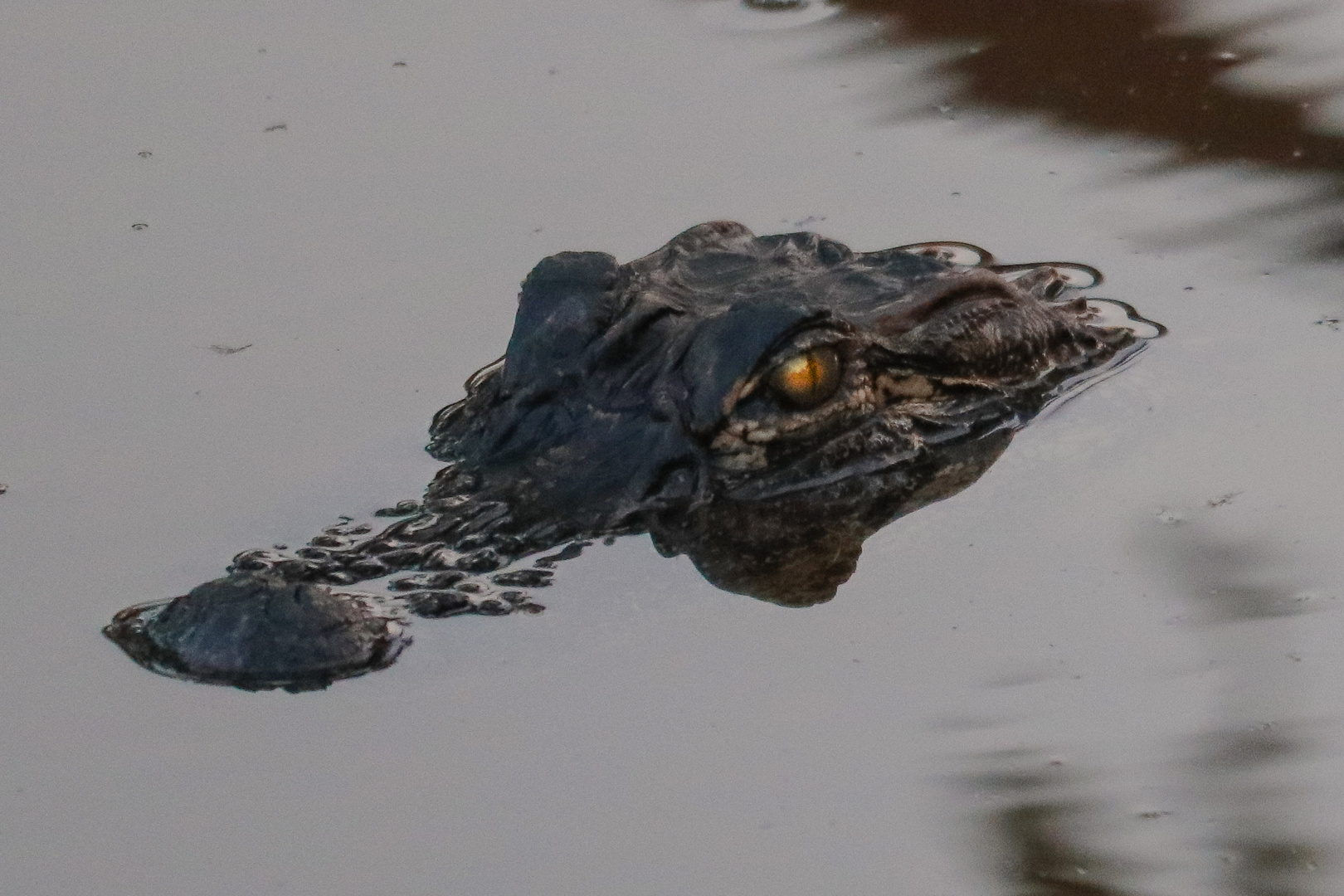 Alligator waiting for the great catch