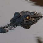 Alligator waiting for the great catch