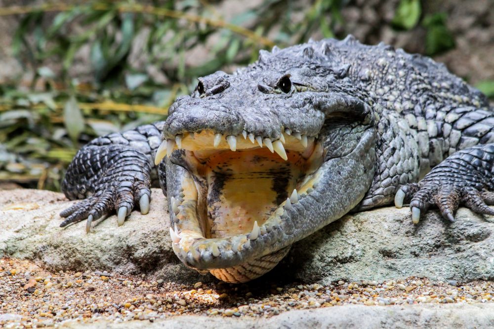 Alligator zeigt Zähne