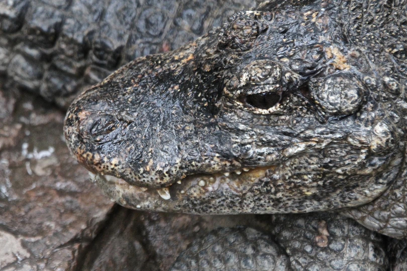 Alligator (Zoo Shanghai)