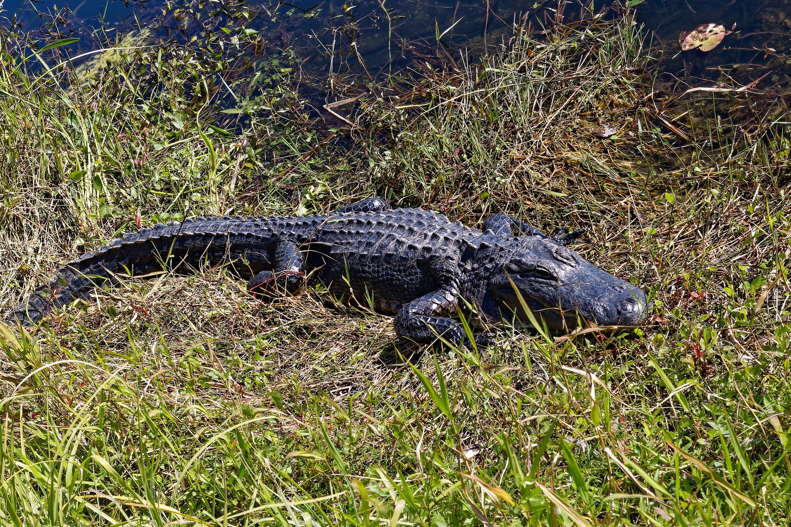 Alligator_3