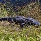 Alligator_3