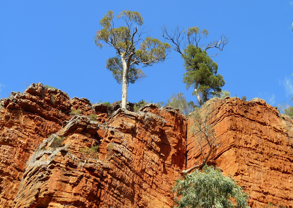 Alligatore Gorge