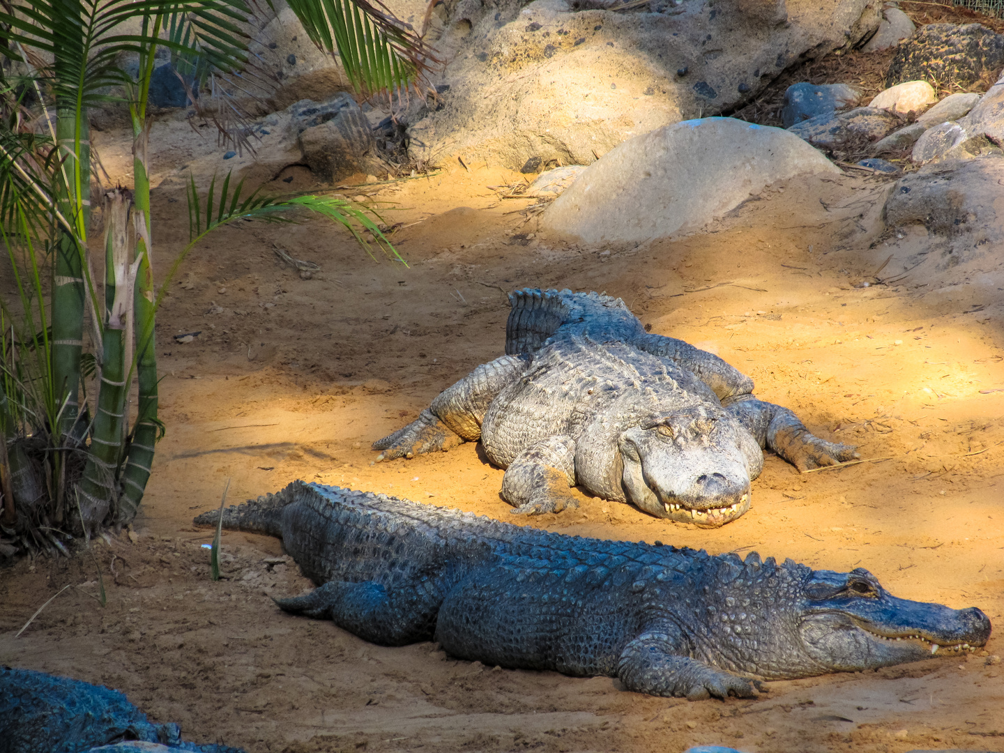 Alligatoren beim relaxen