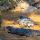 Alligatoren beim relaxen