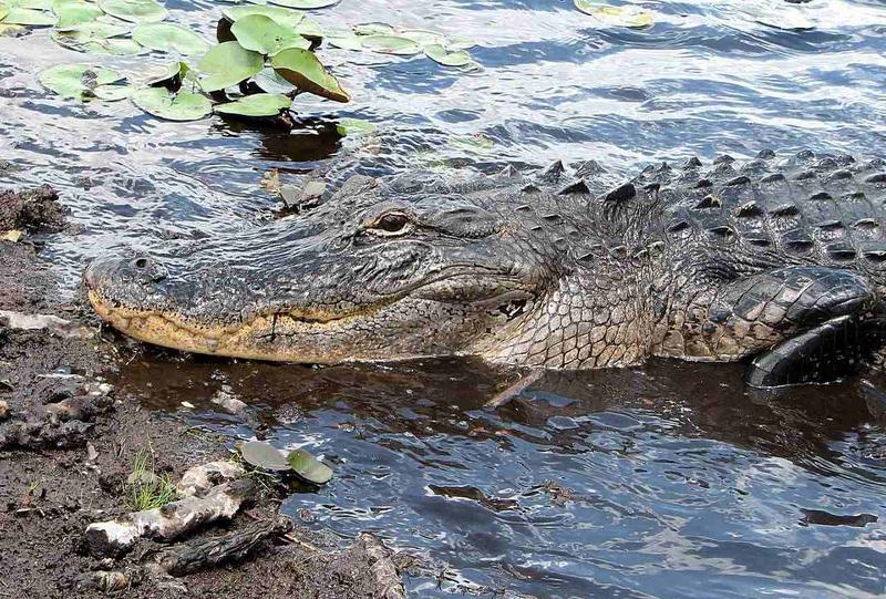 Alligatoren - Die Herrscher der Everglades