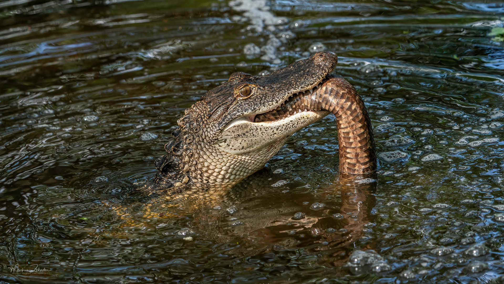 Alligatorfrühstück