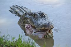 Alligatorlunch