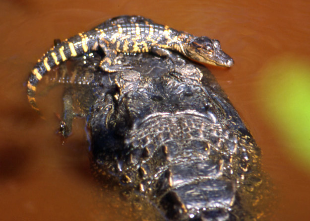 Alligatormutter mit Baby