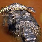 Alligatormutter mit Baby