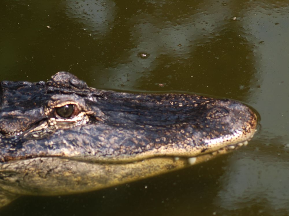 Alligatorportrait