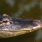 Alligatorportrait