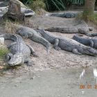 Alligators