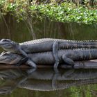 Alligators Swamp Lousiana
