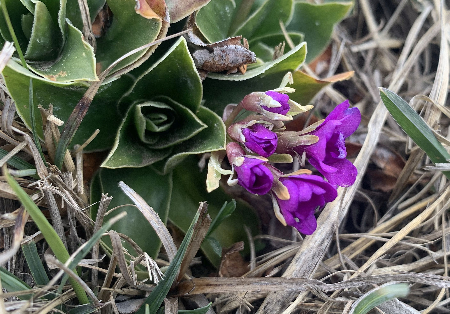 Allioni-Primel (Primula allionii)