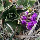 Allioni-Primel (Primula allionii)