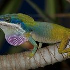 Allions Anolis