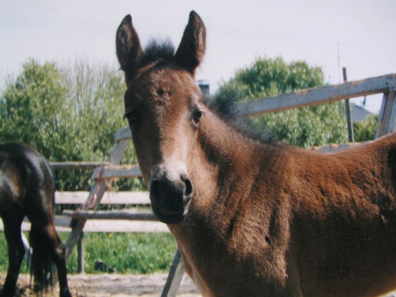 Alli's foal