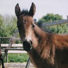 Alli's foal