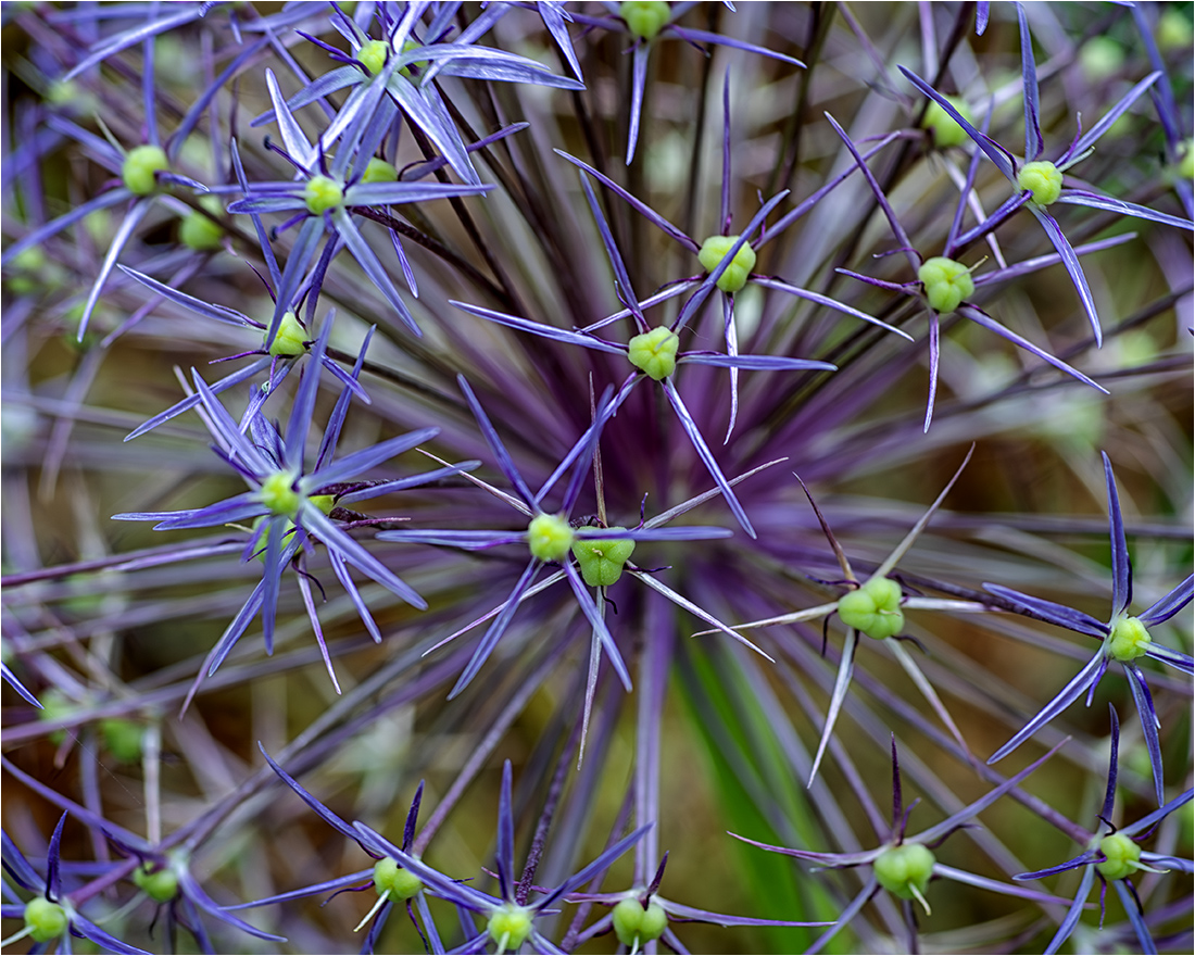 Allium