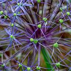 Allium