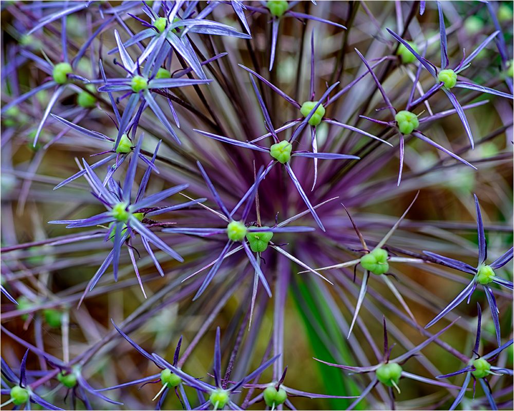 Allium