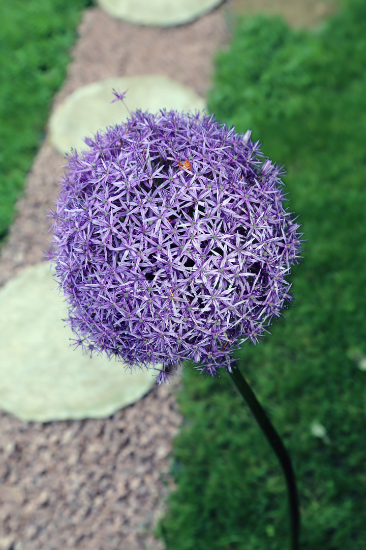 Allium