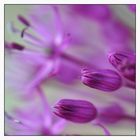 Allium