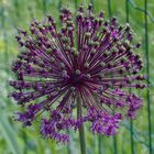 Allium