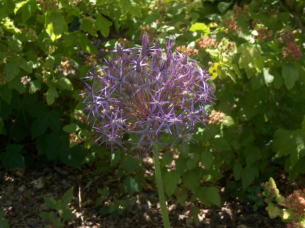 allium