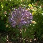 allium