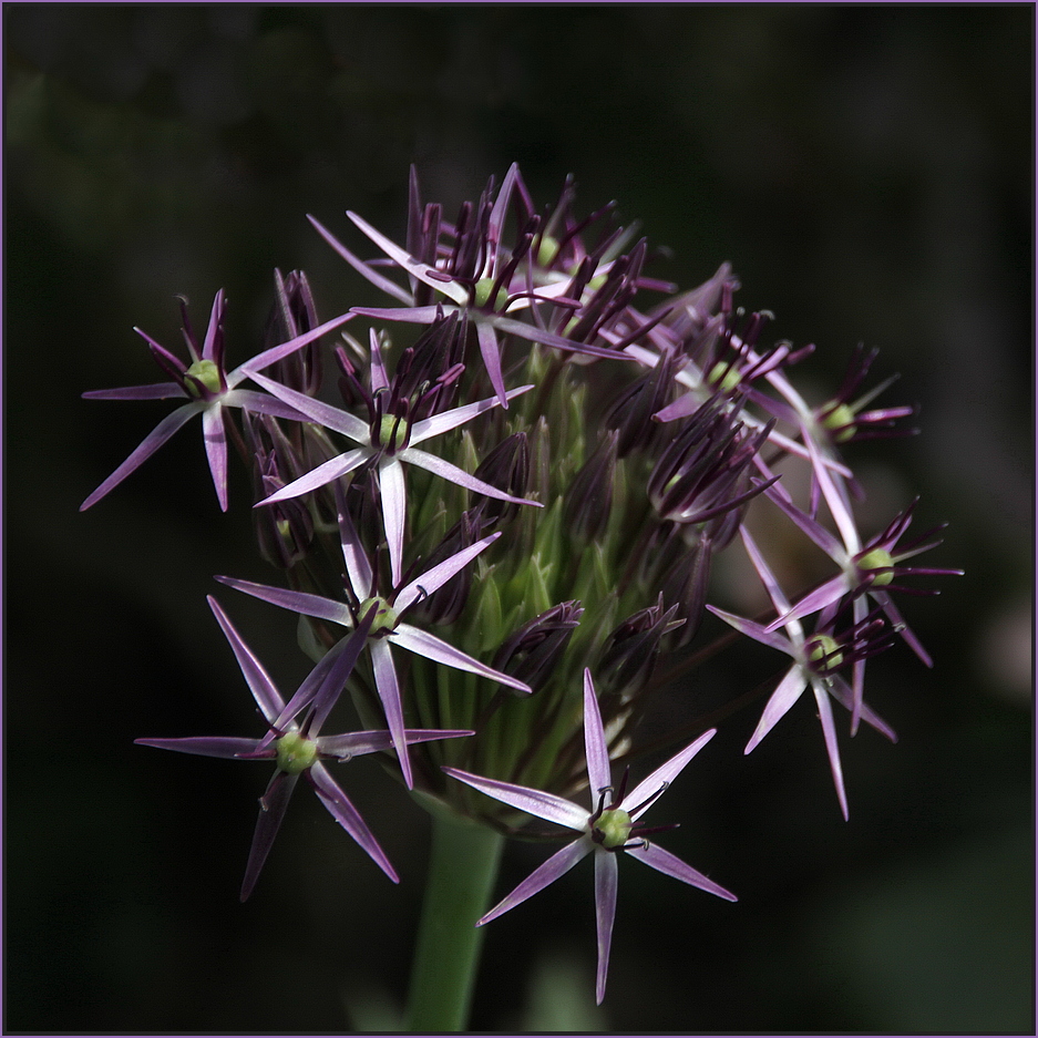 Allium 1