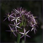 Allium 1