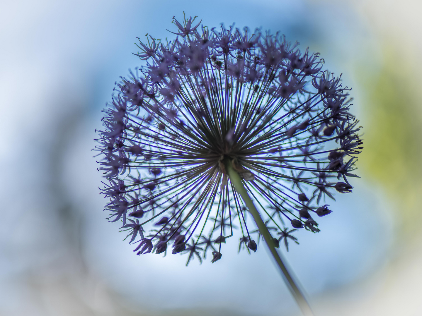 Allium-1