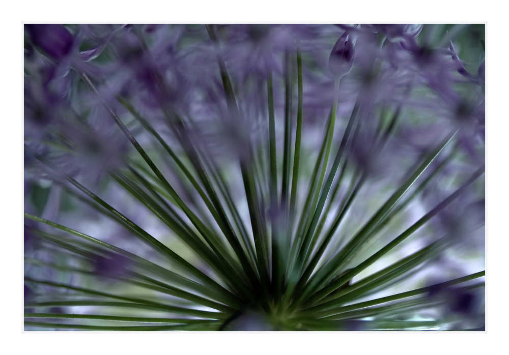 Allium  ...(1)