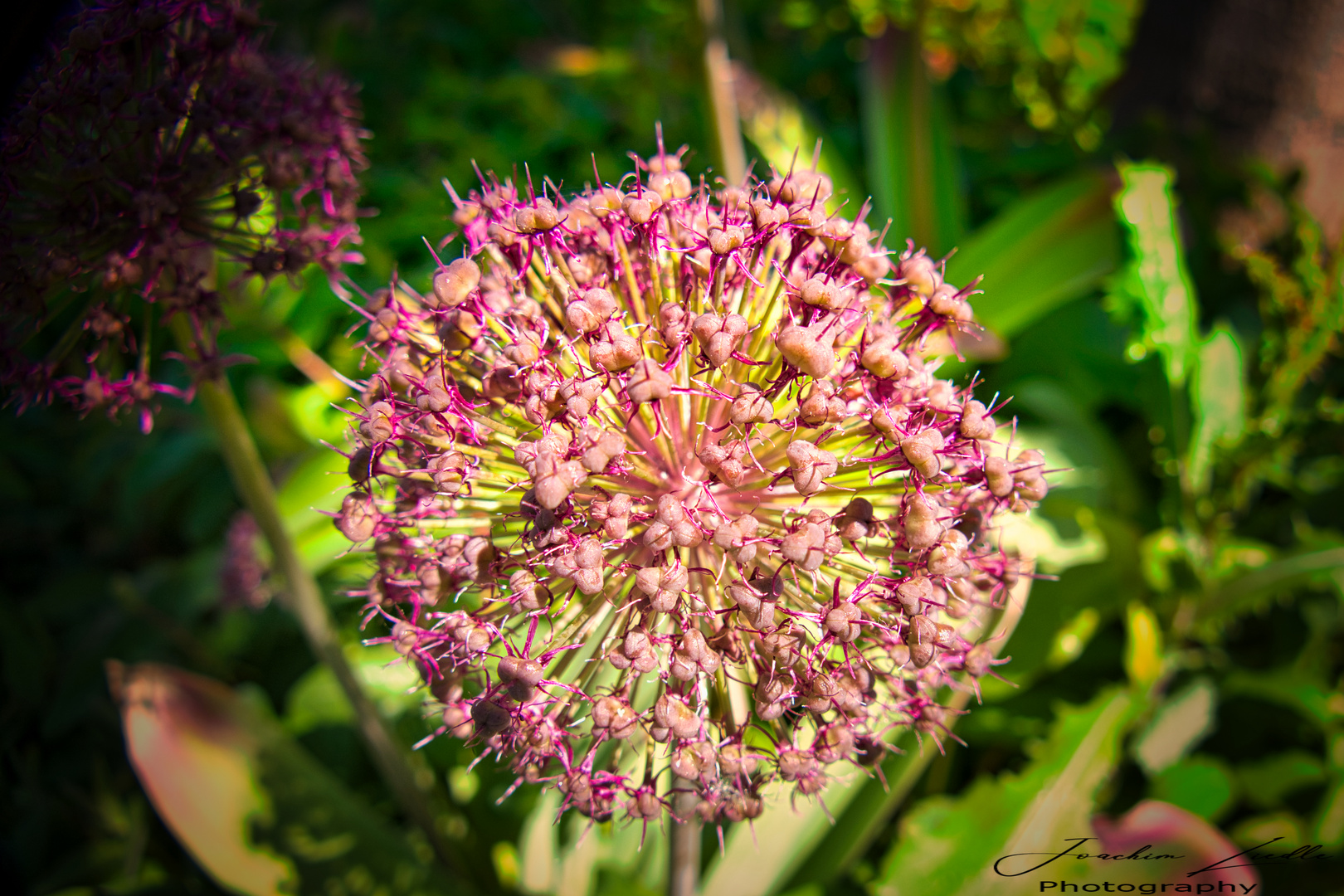 Allium 100