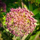 Allium 100