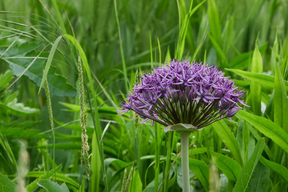 Allium