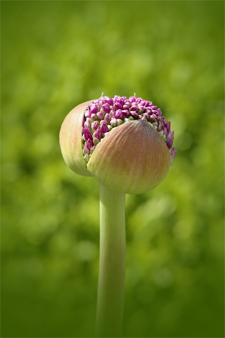 Allium