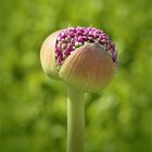 Allium