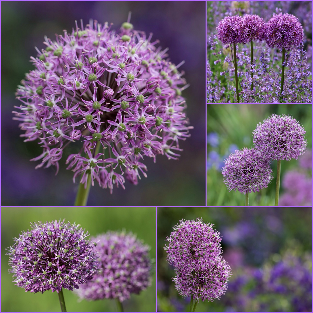 Allium